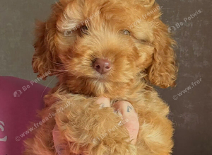 f1b cockapoo left