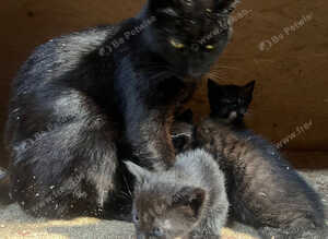 Kittens
