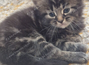 Fluffy kittens