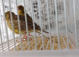 pair of canaries