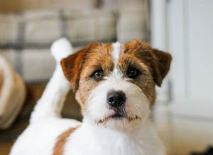 Cliff KC Jack Russle Stud