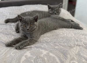 2 Male British Shorthairs Available for sale