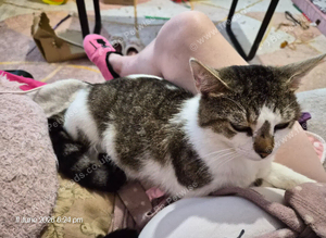 Beloved Pet Missing