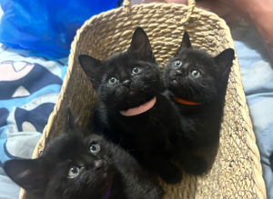 All black kittens