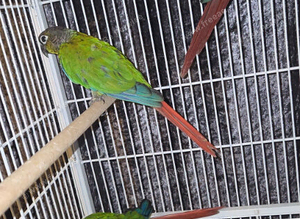 Conures x8 pineapple,crimson,green cheeks,turquoise