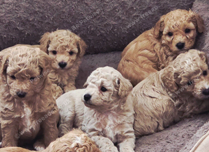 READY TO RESERVE - CAVAPOOCHON LITTER