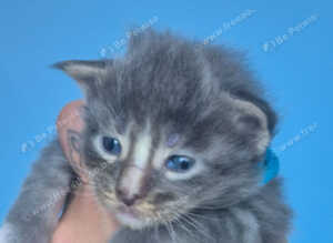 Absolutely stunning maine coons kittens