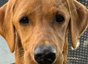 STUNNING FOX RED KC LABRADOR BITCH PUPPY