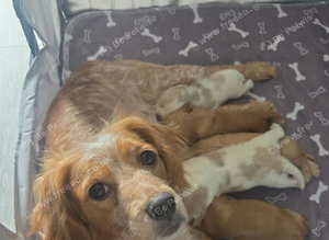 Cocker spaniel pups