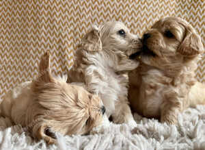 Gorgeous Maltipoo puppies