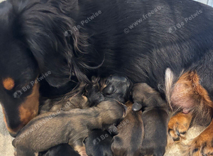 **Last one ** Long Haired Mini Dachshunds