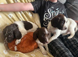 Springer spaniel pups