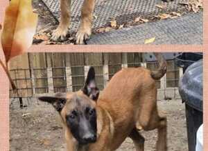 Belgian Malinois Puppies KNPV READY NOW