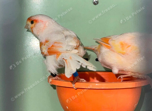 Canaries