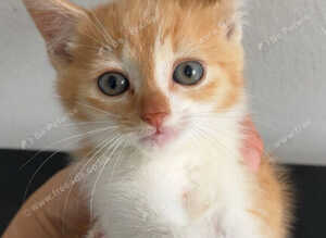 Kittens for sale