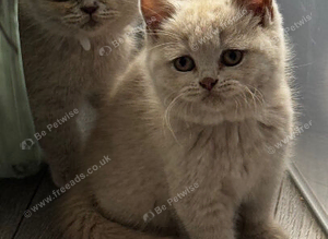 Beautiful British Shorthair Kittens