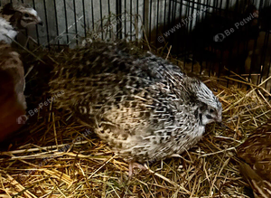 Male Coturnix Quail for Sale - Sparkly Fee, Celadon & Mixed Colours