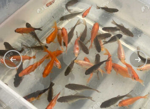Goldfish