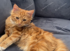 Selling Cat