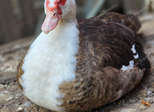Muscovy ducks