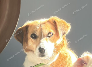 LALA - A GENTLE, SENSITIVE SOUL SEEKING A QUIET, ADULT-ONLY HOME