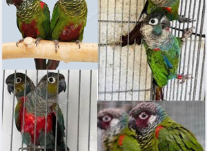 Bonded Pair of Conures