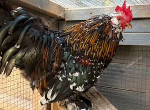 2 Bantam Rooster Free