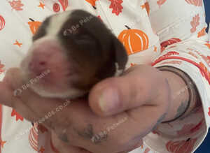 Beautiful cocker spaniles for sale