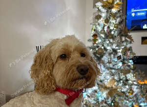 Cockapoo stud