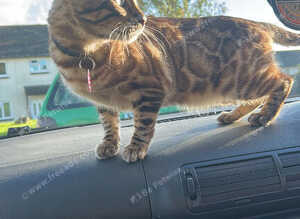 female bengal