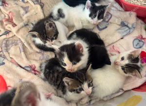 Beautiful kittens