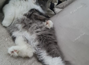 Missing Cat