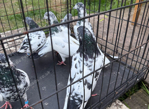Pakistani high flyers pigeons