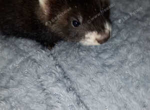 EU polecat kits