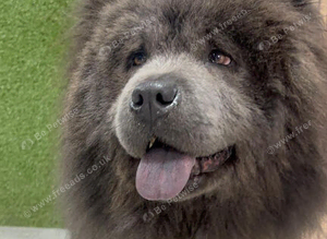 Blue/lilac chow chow stud