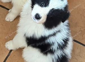 Samoyed x husky
