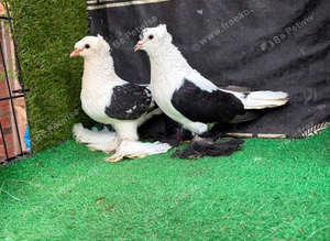 Fancy pigeons pair