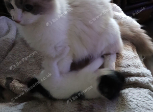Kittens 3
