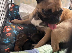 Puppy's for sale