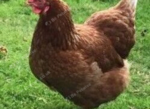 Chickens for sale - 16 weeks POL
