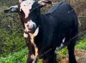 Castrated male pygmy goat 8 months