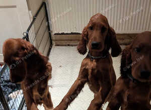 Irish Setter Puppies