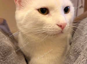 Stunning White Male Cat, 18 Months Old - Beautiful Eyes, Great with Children & Pets