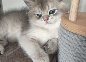 TICA reg British golden chinchilla