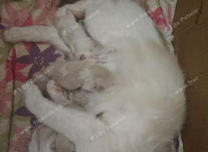 Ragdoll kittens