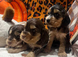 Show cocker spaniel puppies