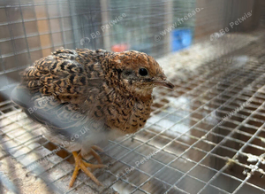 1 Pair Chinese Painted Quail
