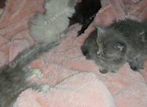 Munchkin litter