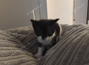 Kittens for sale