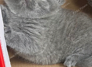 Beautiful kittens